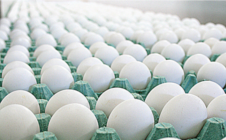 Produção deve crescer de forma constante e segura, avalia Turra