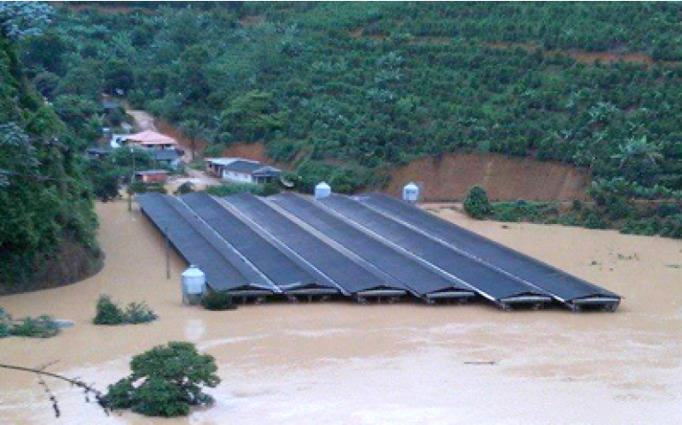Chuva causa estragos à avicultura no Espírito Santo
