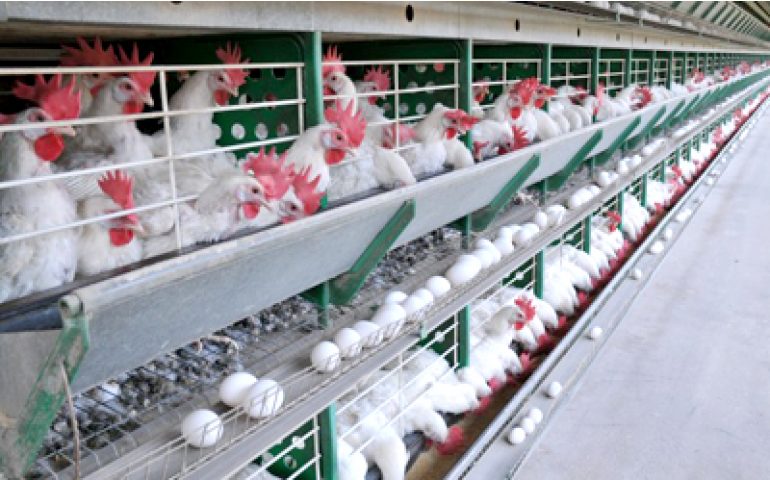 Granja Mantiqueira é destaque no programa Dois Pontos, da Band News