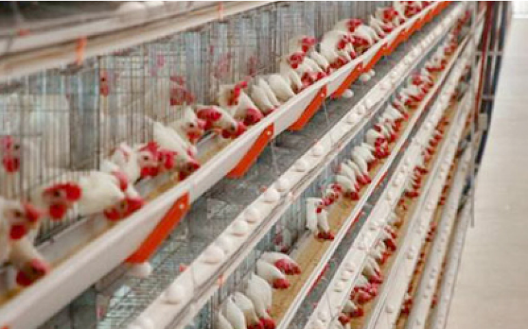 Congresso da APA terá estratégias para redução de custo em nutrição