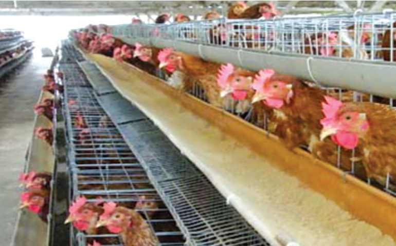 Avicultores brasileiros já têm aves ISA produzindo acima de 85 semanas