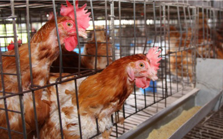 Influenza aviária no México torna situação avícola desesperadora