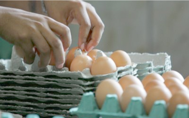 O novo momento e o produtor de ovos