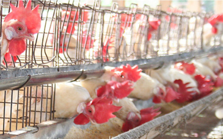 Maringá sedia congresso sobre tecnologia para nutrição animal