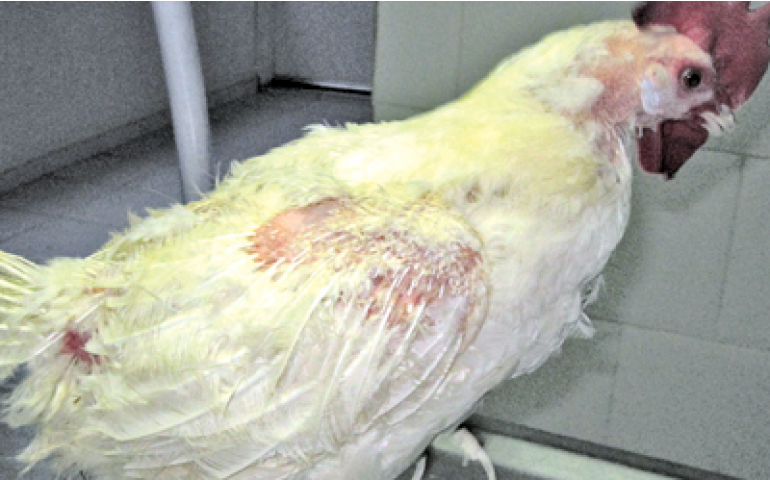 Ácaro que infesta granjas é descrito em revista científica