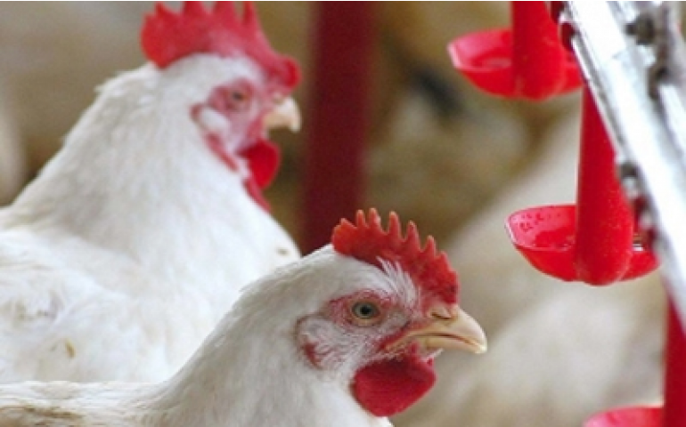 México abre oficialmente seu mercado aos produtos avícolas do Brasil