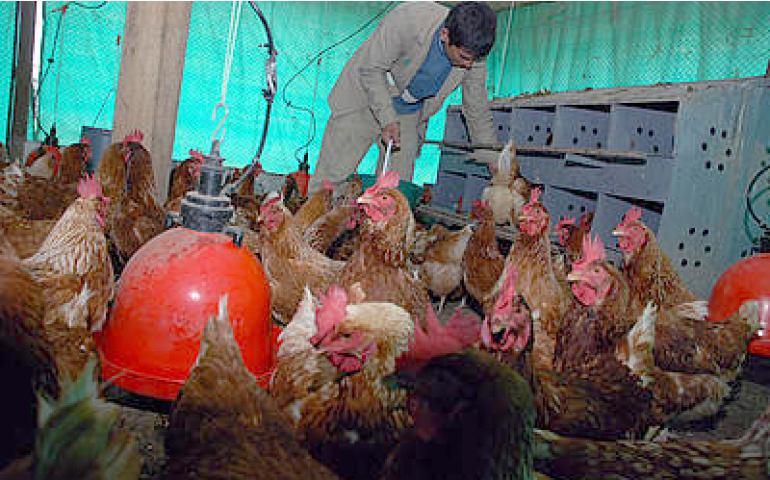 Galinhas felizes produzem mais ovos e ovos de melhor qualidade