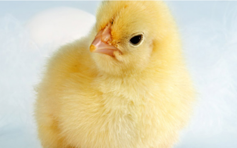 Empresas de genética avícola prestigiam o SIAV 2013