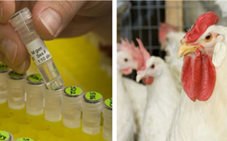 Hy-Line Internacional investe em novo programa de ampliação 