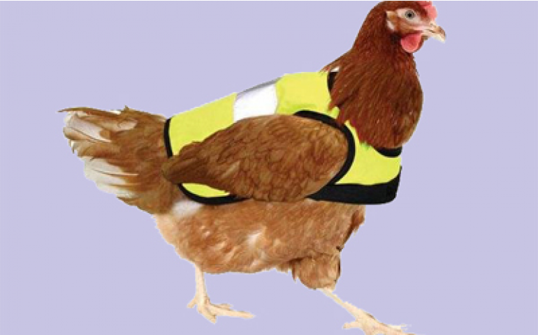 Reino Unido lança a moda dos “casacos” para galinhas