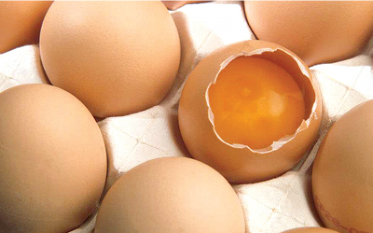 Produção de ovos com qualidade e segurança para o consumidor
