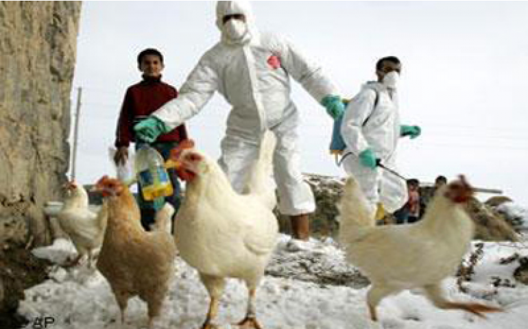 Holanda e Reino Unido confirmam gripe aviária em granjas