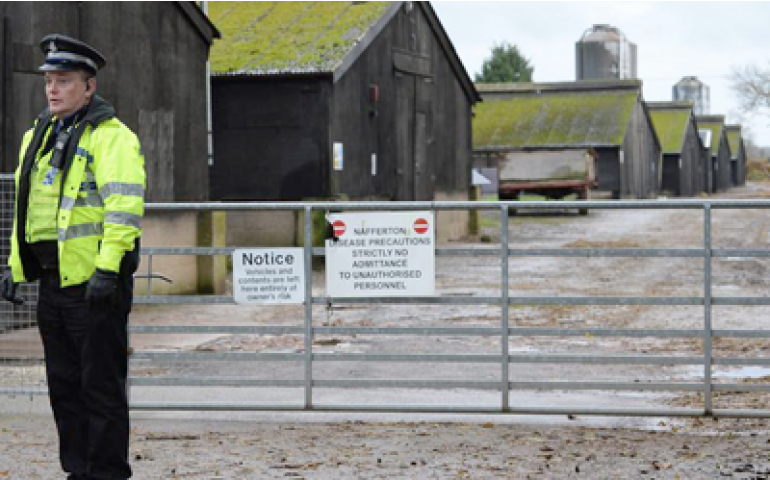 Gripe aviária foi identificada em terceira granja na Holanda