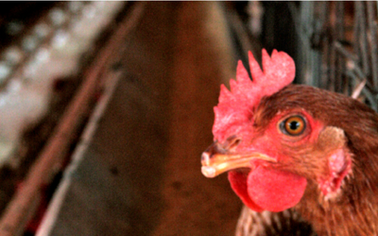 Canadá põe em quarentena quinta granja devido a surto de gripe aviária
