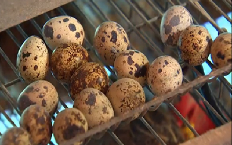 Produção de ovos de codorna ganha força em São Paulo