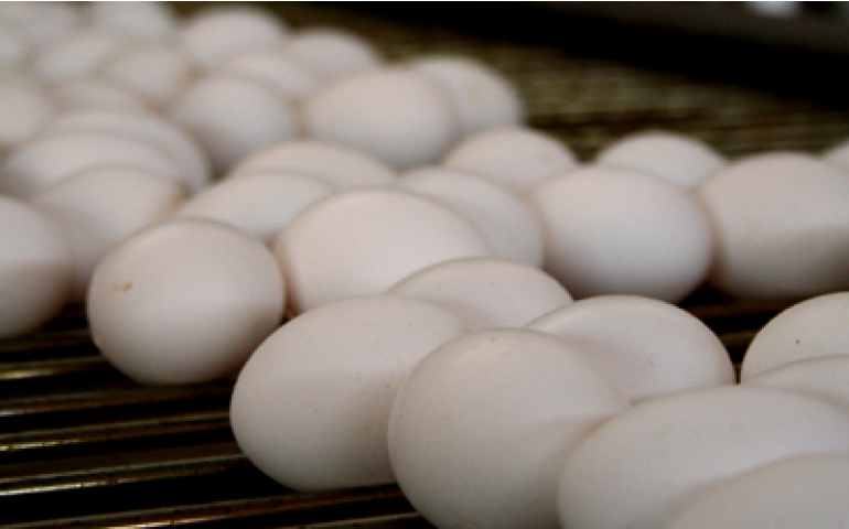 IBGE aponta produção recorde de ovos no terceiro trimestre
