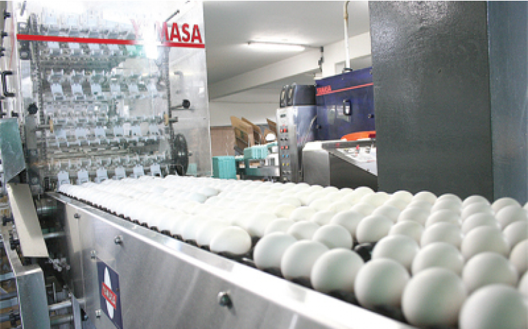 Automação cresce nas granjas brasileiras