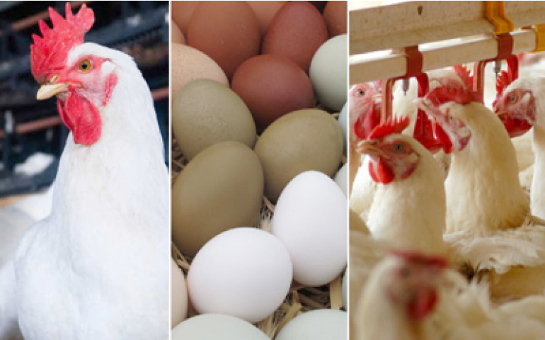 IDEXX traz ao Brasil especialista internacional em micoplasmas