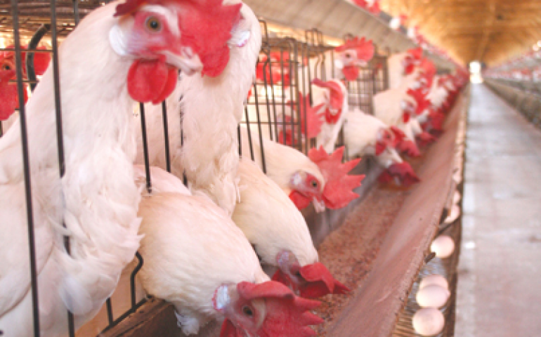 Cuidados devem ser constantes e redobrados na biosseguridade da granja