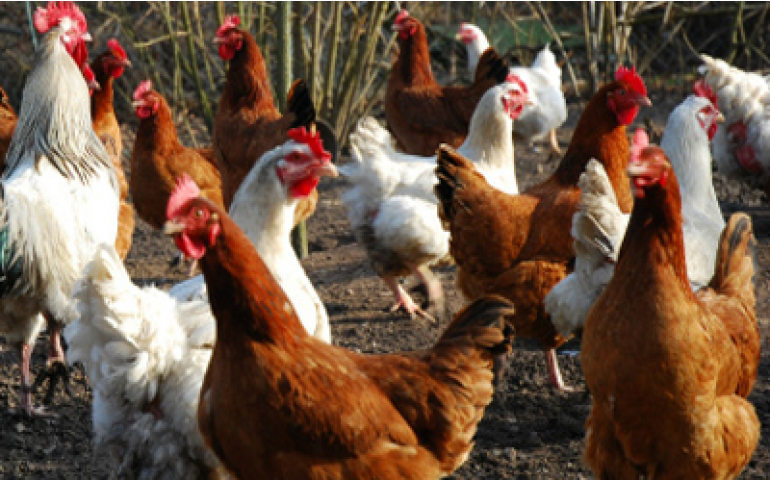 Avicultura espanhola tem 93% de aves alojadas em gaiolas