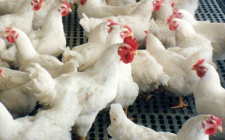 Contrabando e nova normativa avícola preocupam avicultores colombianos