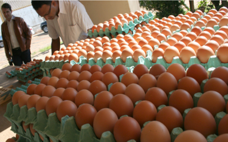 Bastos já produz 190 ovos por segundo