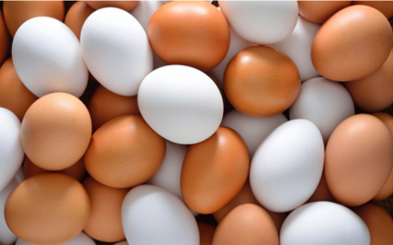 Preço do ovo sobe e margem do avicultor melhora, diz Cepea