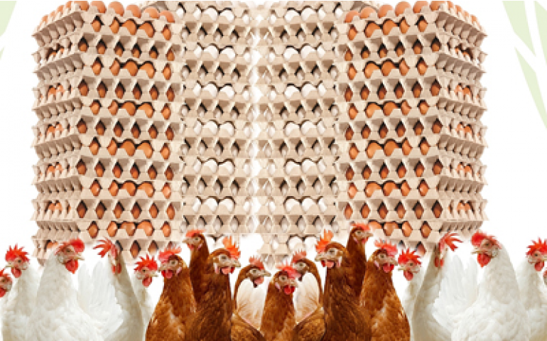 Isa-Hendrix realiza conferência para distribuidores do Brasil