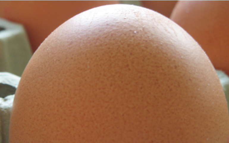 Menor oferta no volume de ovos interrompe queda de preços