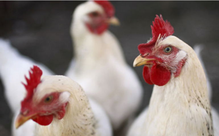 Livro conta a saga de 4000 anos da galinha, da selva ao mundo moderno