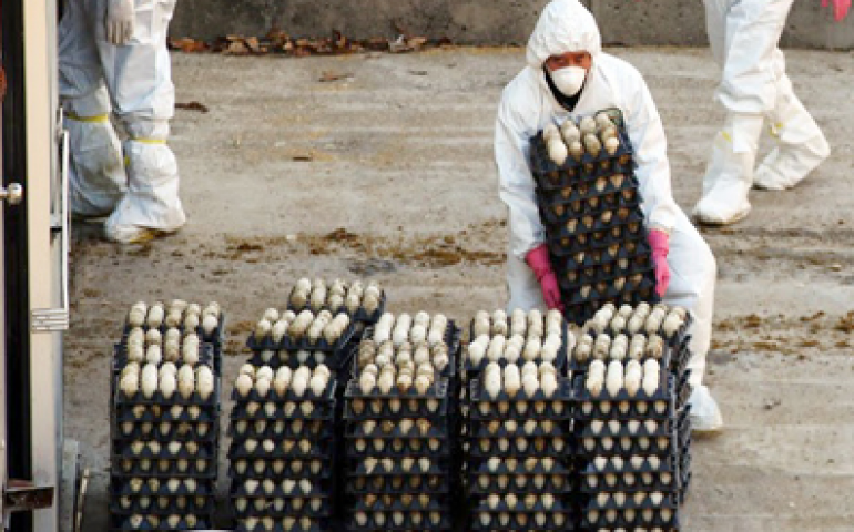 Gripe aviária nos Estados Unidos pode beneficiar o Brasil