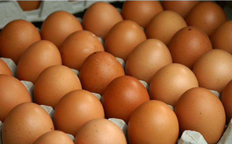 Exportações de ovos crescem; preços do mercado interno aumentam