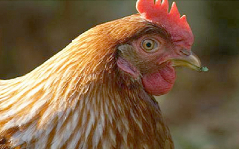 França confirma foco de influenza aviária de elevada patogenicidade