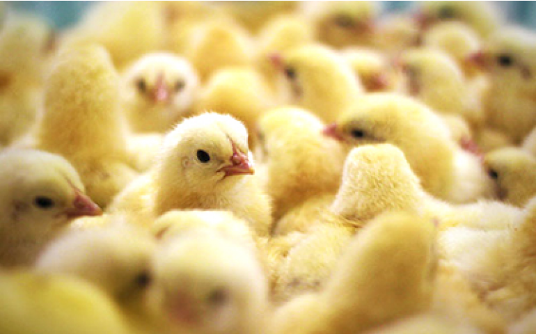 Fórum discute o direito e a ética na produção avícola