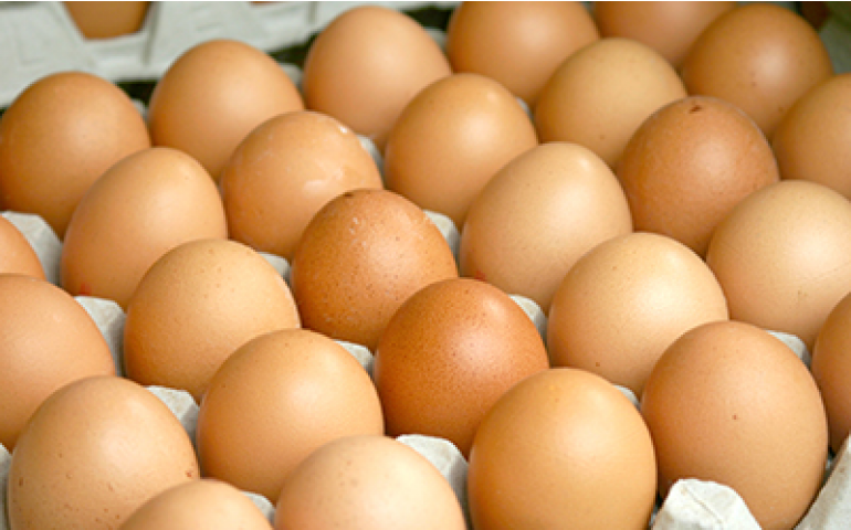 As estimativas para 2015 e 2016 na avicultura e na suinocultura brasileiras