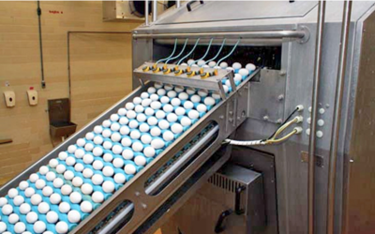 Fábrica de ovo líquido e em pó inaugura em setembro, na região de Bastos