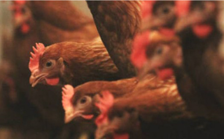 Iowa declara estado de emergência por causa da gripe aviária