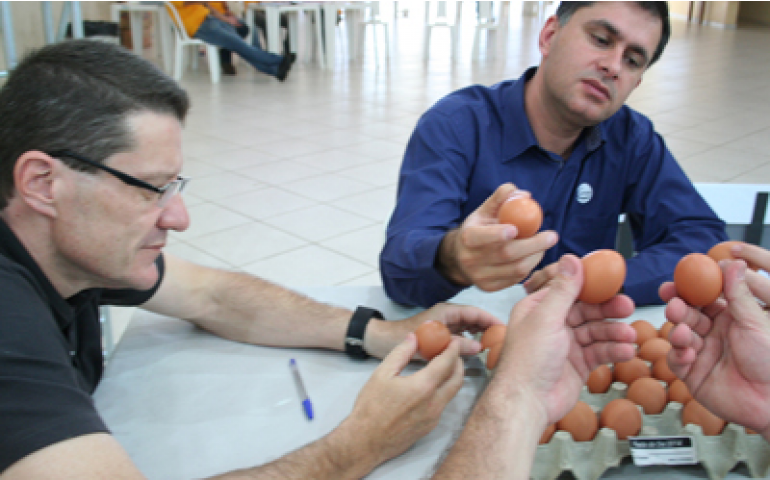 Canal do Ovo já está pronto para transmitir o Concurso de Qualidade de Ovos