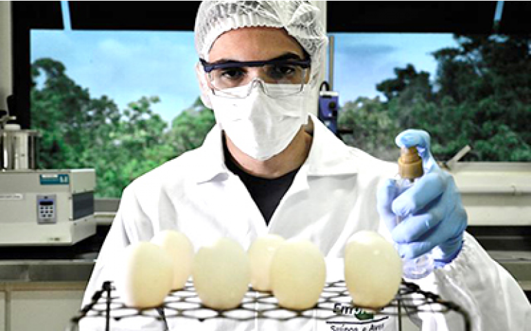 Revestimento nanotecnológico aumenta tempo de prateleira do ovo