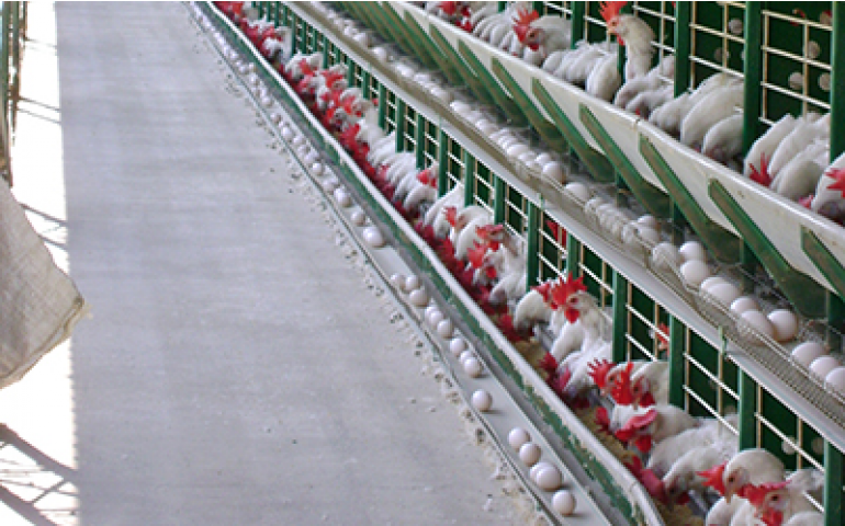 Cresce o número de granjas avícolas registradas em Minas Gerais