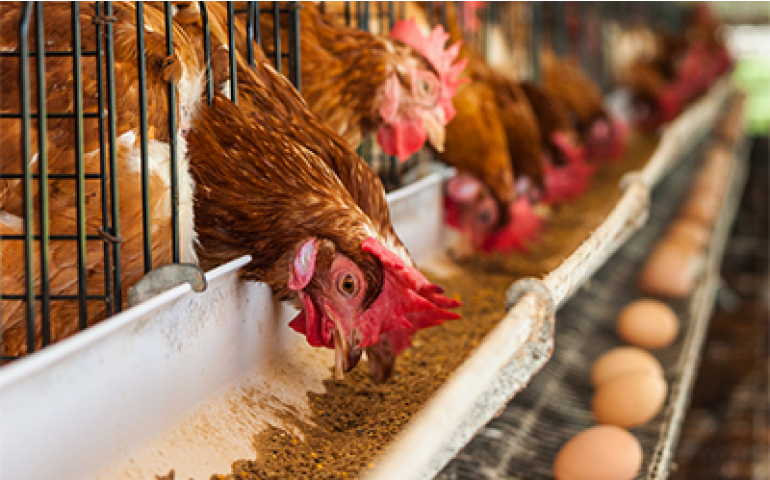 Micotoxinas serão tema do Congresso CBNA em novembro