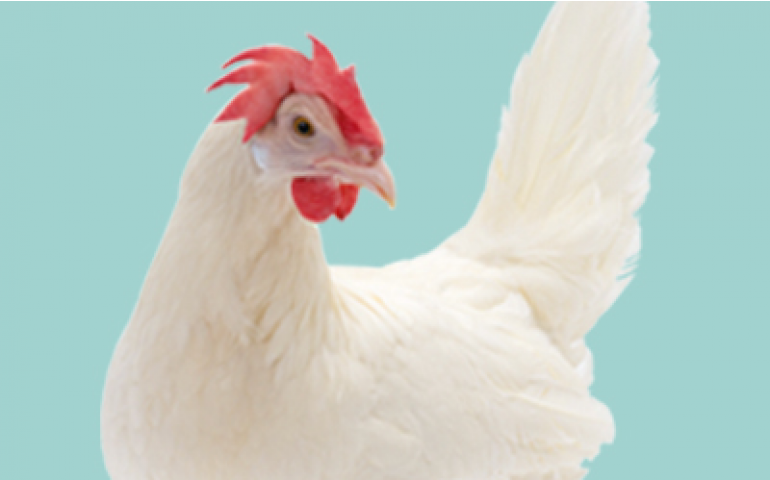 Hy-Line comemora 80 anos com a chegada da ave Hy-Line W-80