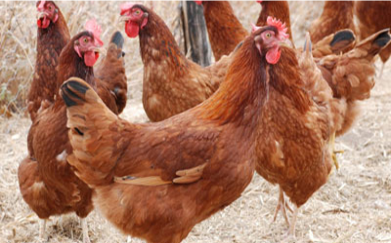 Famev realiza IX Encontro Técnico em Ciência e Tecnologias Avícolas