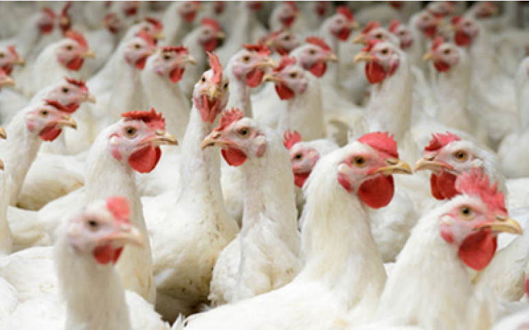 Influenza aviária já está em oito países da Europa, informam autoridades