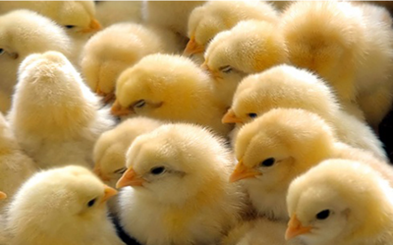 Malásia autoriza importação de material genético avícola do Brasil