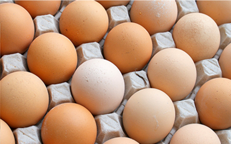Exportação de ovos cresce 25% mas não supera janeiro de 2016