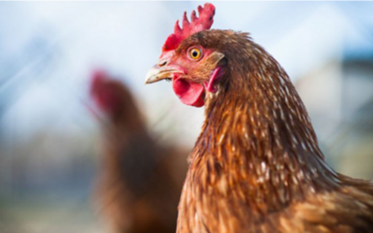 IMA alerta avicultores que 29 de fevereiro é o prazo final para o registro 