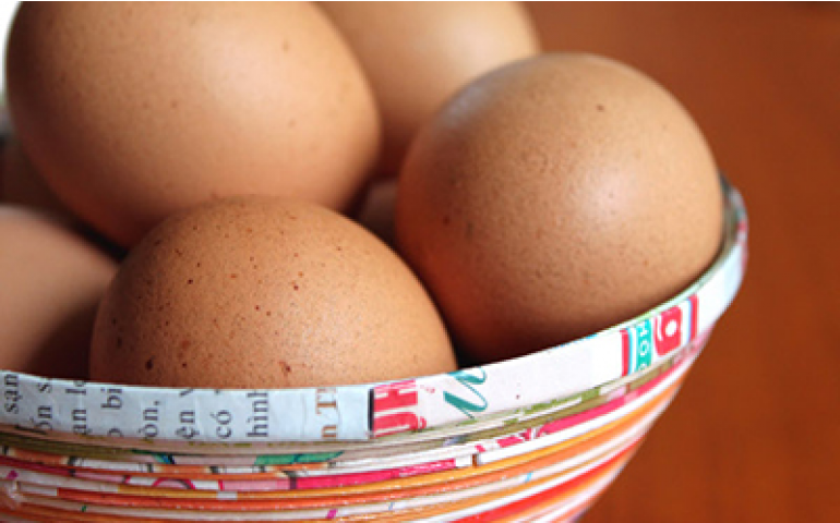 Brasil se torna principal fornecedor de ovos para o Japão