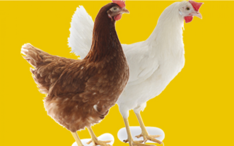 Planalto Postura traz ao Brasil as poedeiras Lohmann Lite NA