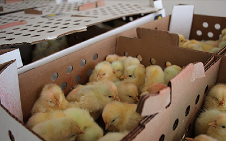 Hy-Line traz as primeiras linhas puras de genética de postura do Brasil